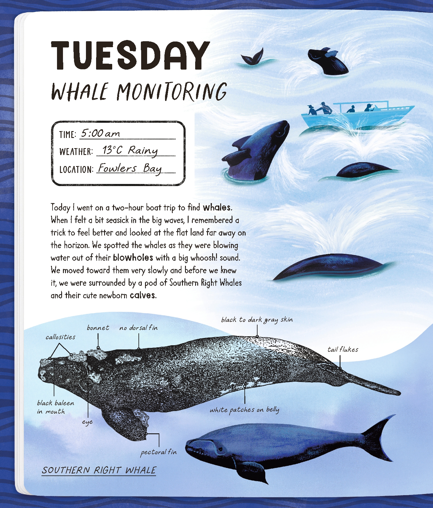 Diary of a Marine Biologist