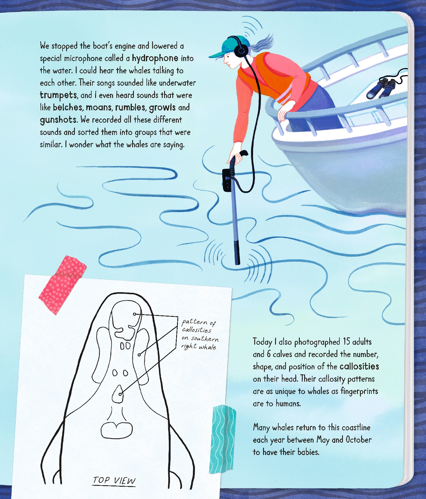 Diary of a Marine Biologist