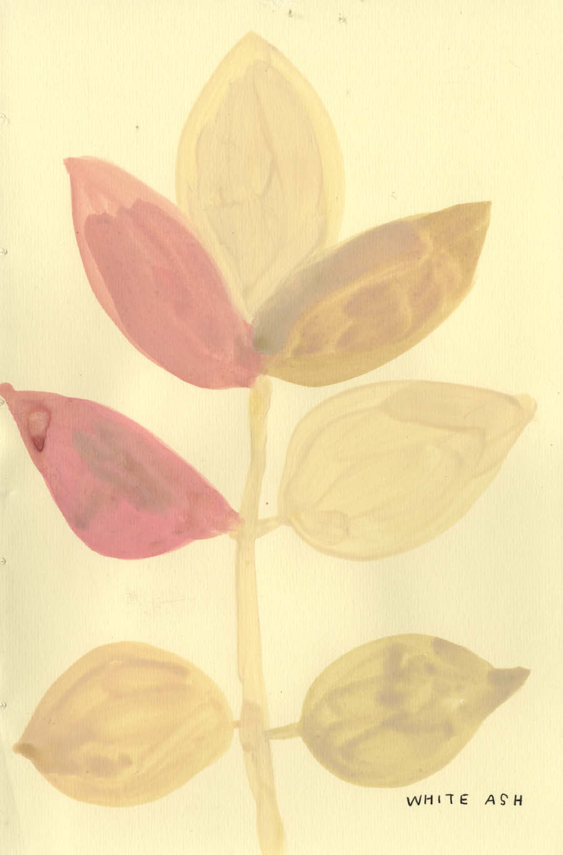 Native Trees of Canada: A Postcard Set