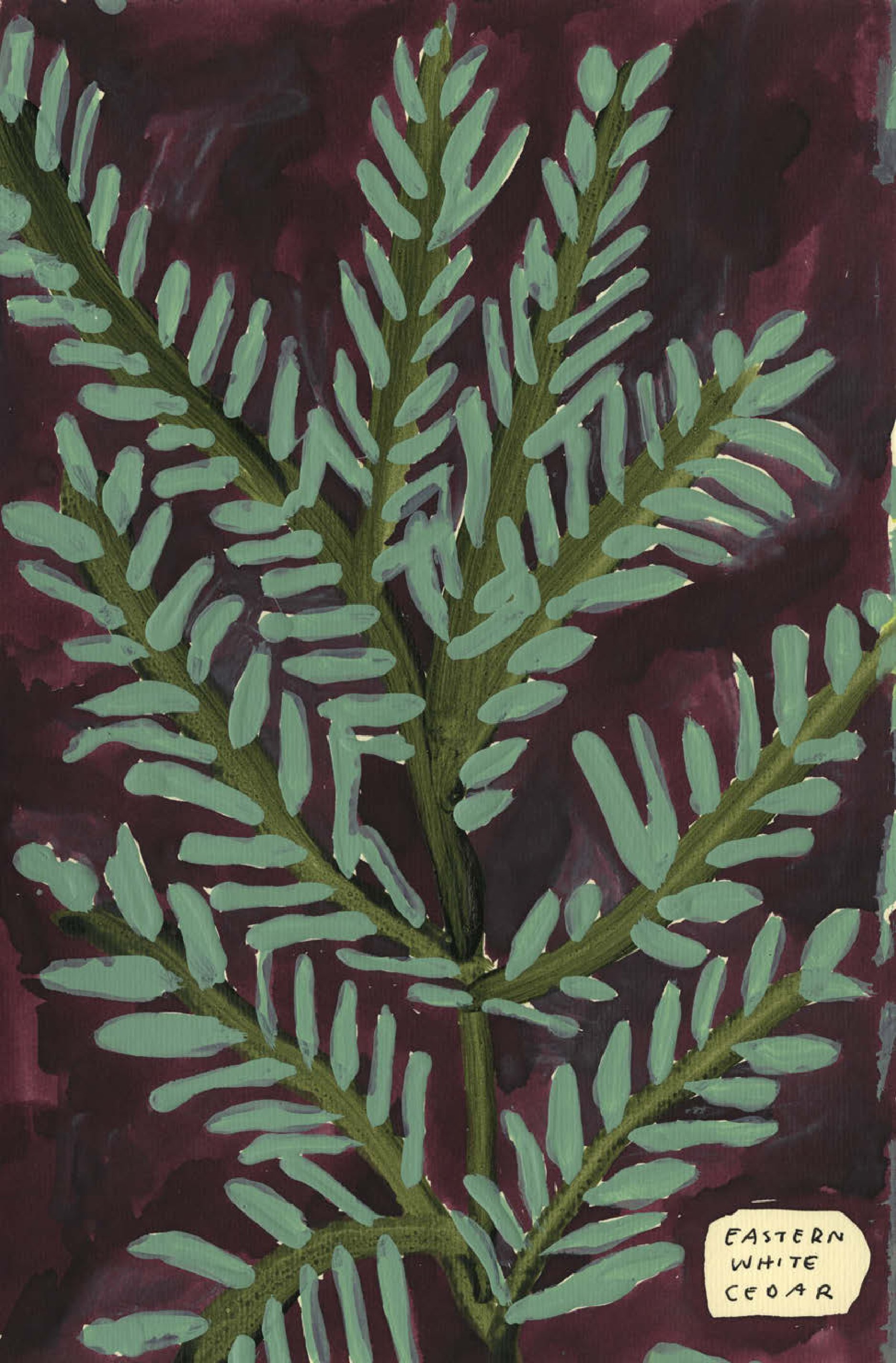 Native Trees of Canada: A Postcard Set