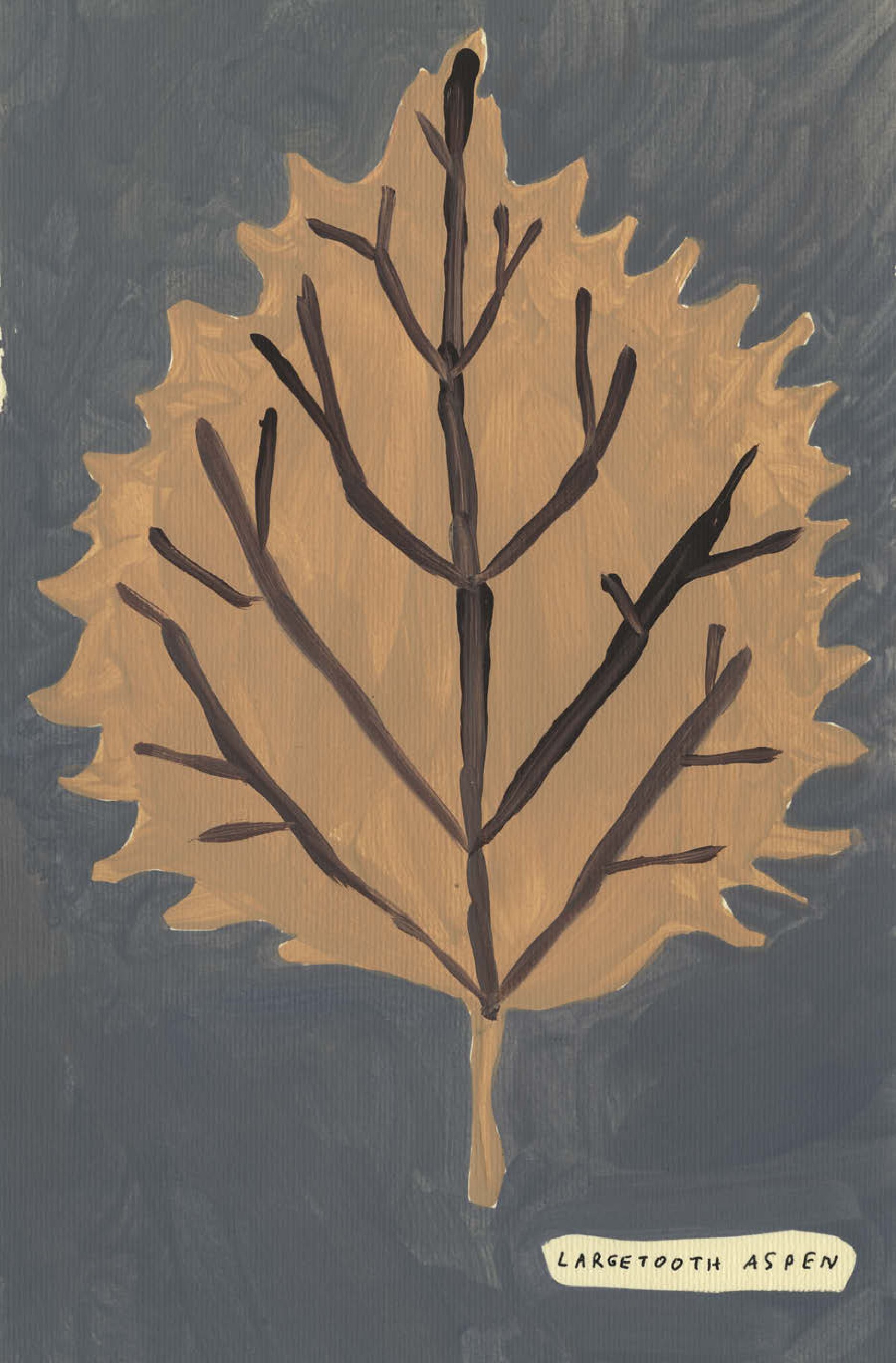 Native Trees of Canada: A Postcard Set