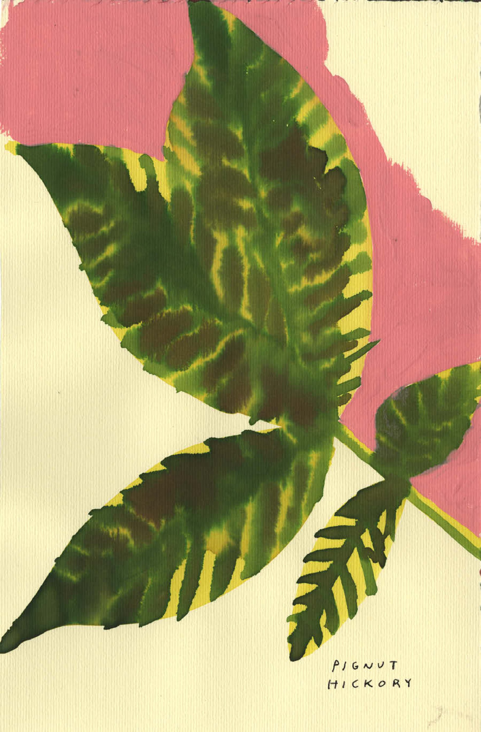 Native Trees of Canada: A Postcard Set