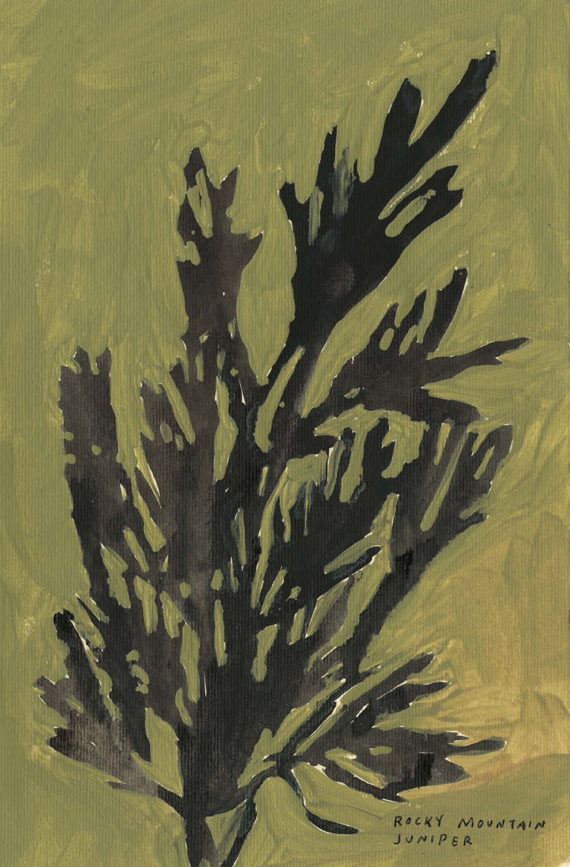 Native Trees of Canada: A Postcard Set