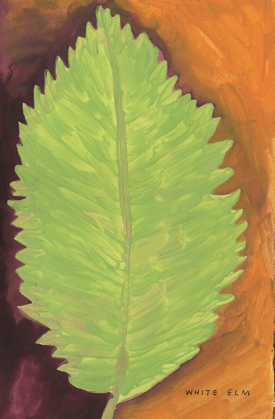 The Native Trees of Canada