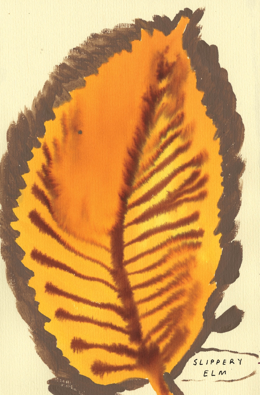 The Native Trees of Canada