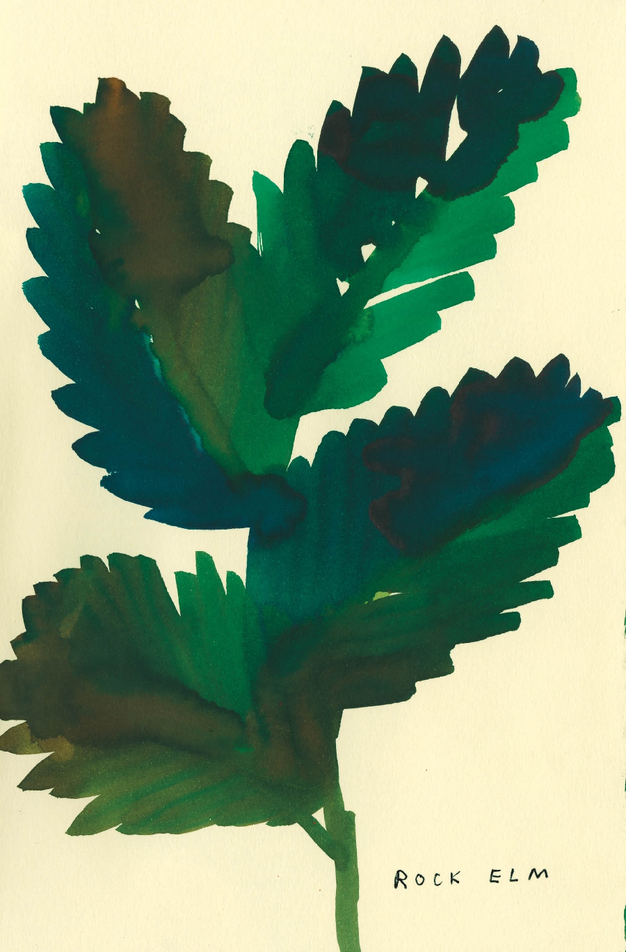 The Native Trees of Canada