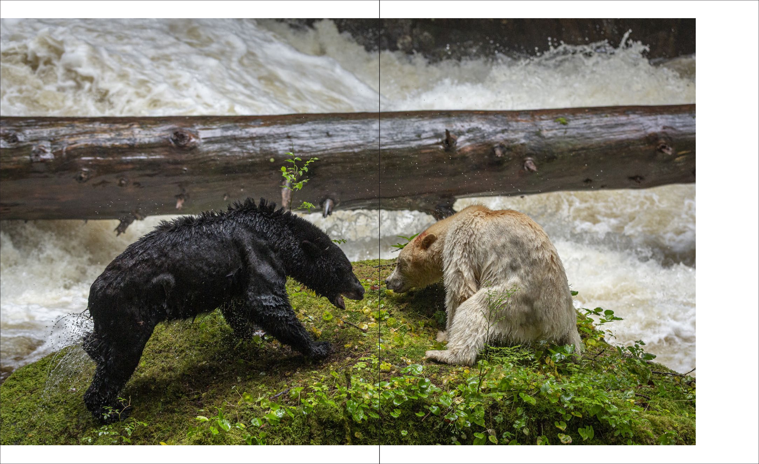 Spirit of the Great Bear