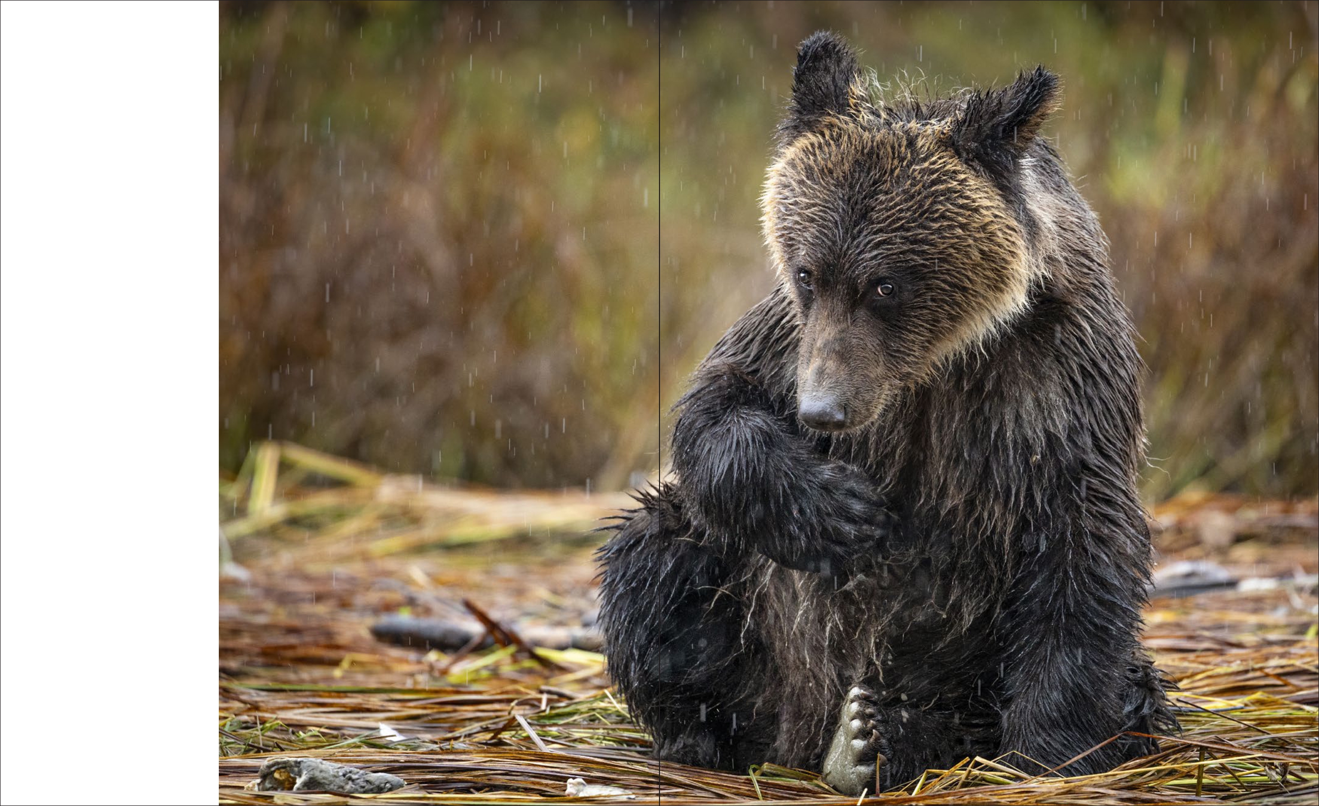 Spirit of the Great Bear