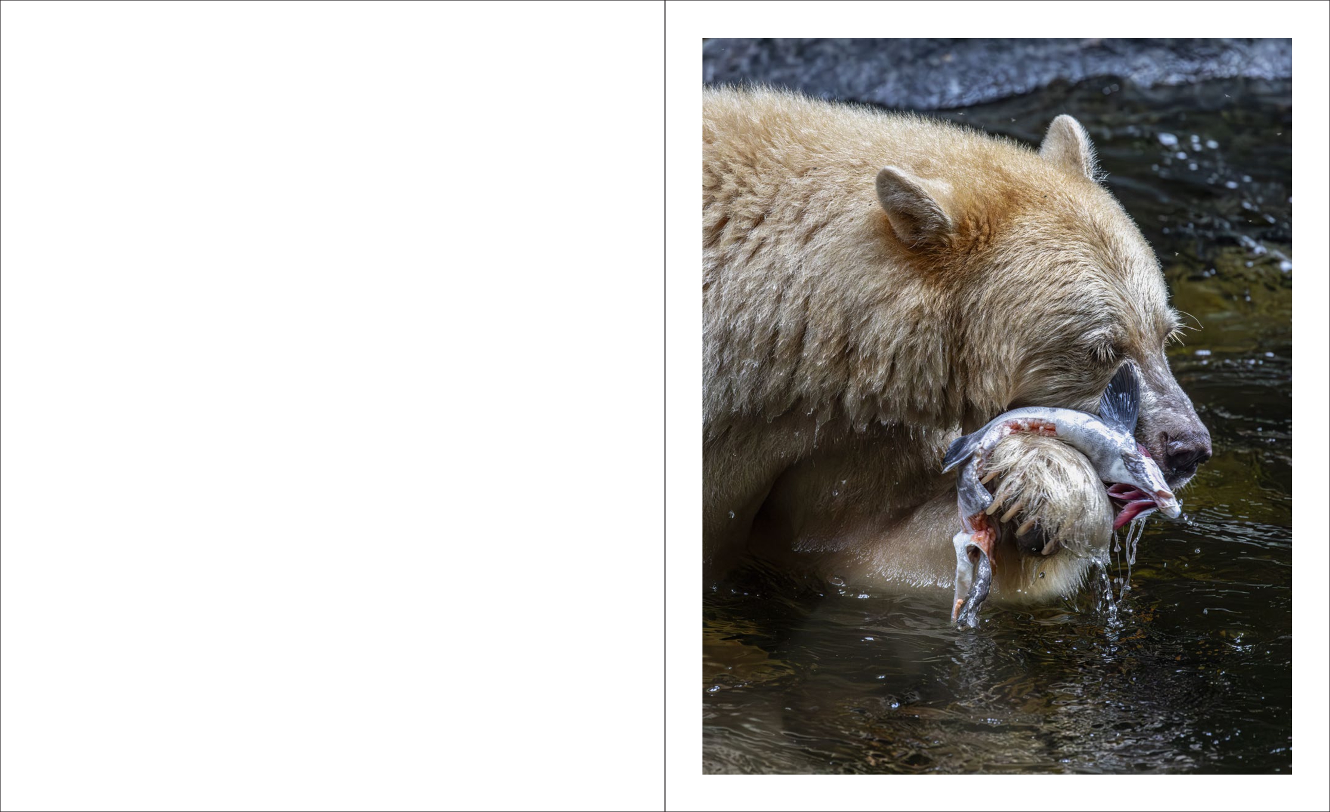 Spirit of the Great Bear