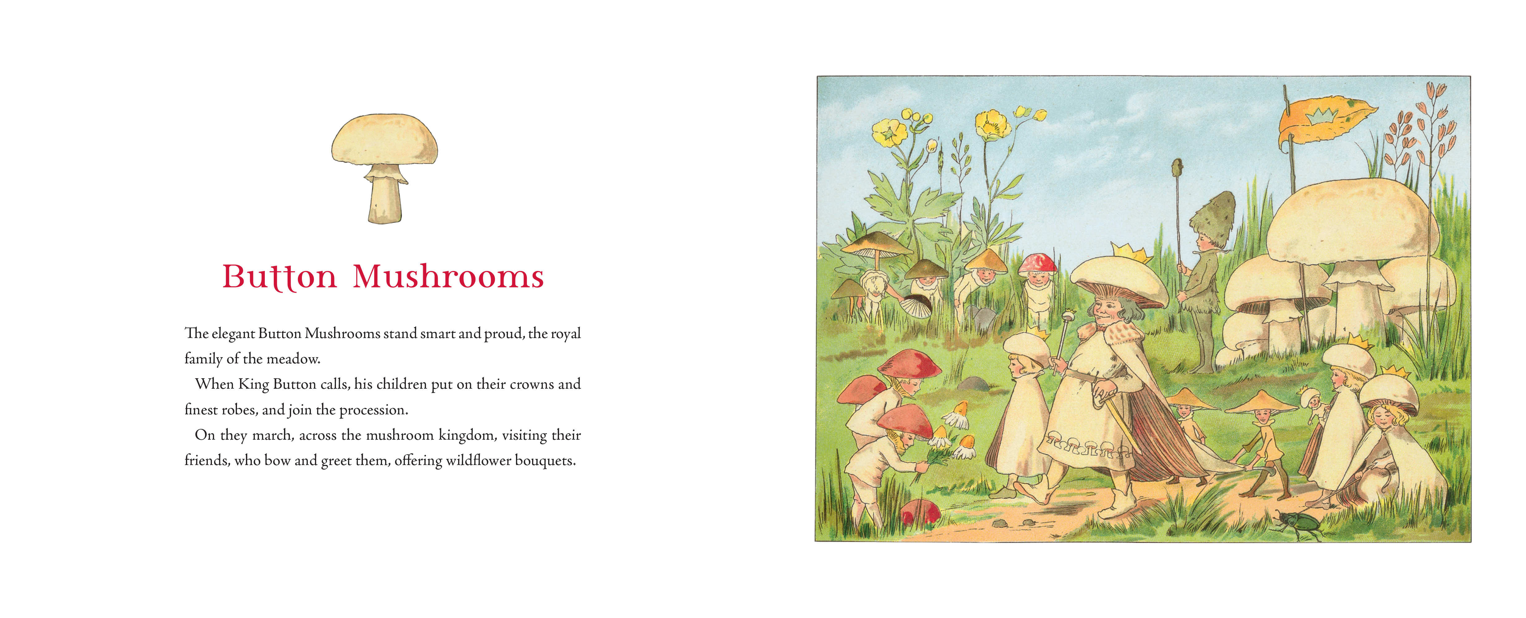 Tales of the Mushroom Folk