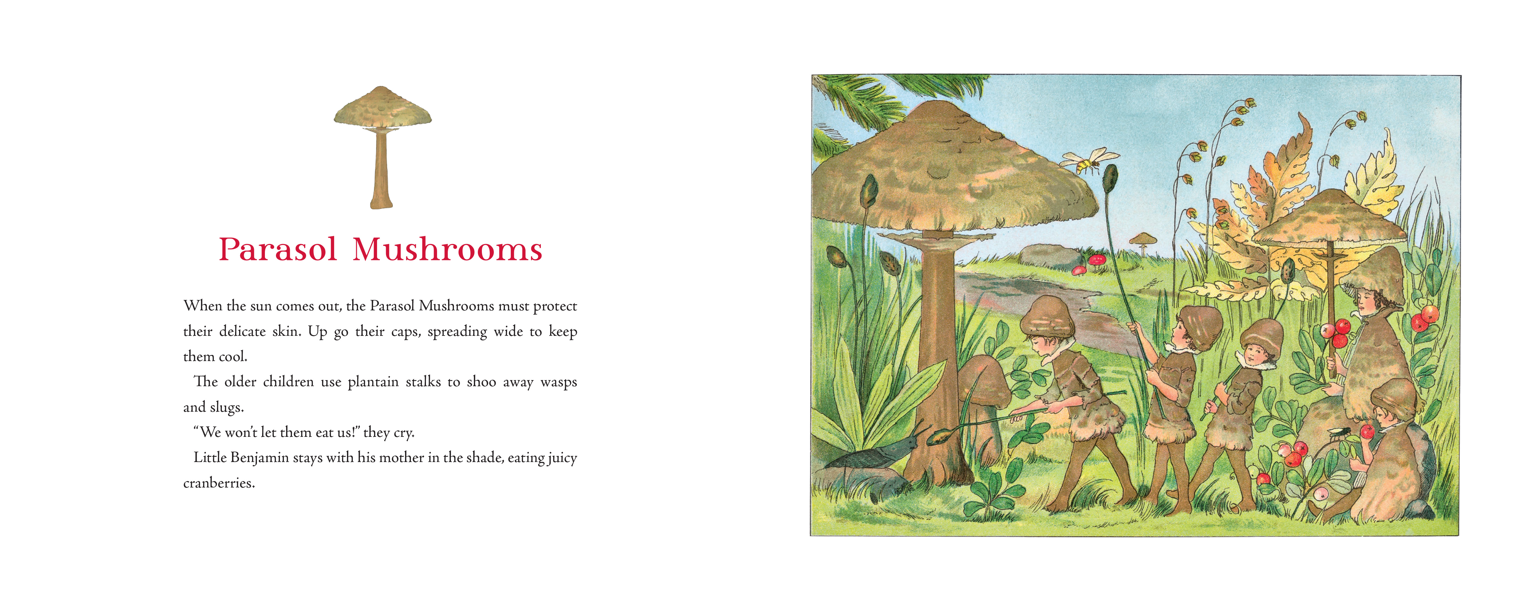 Tales of the Mushroom Folk