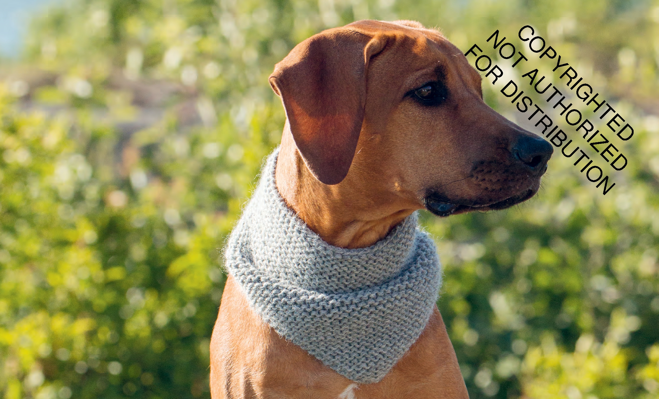 Knits for Dogs