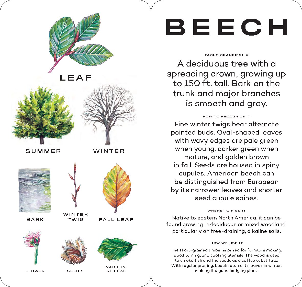 Tree Vision