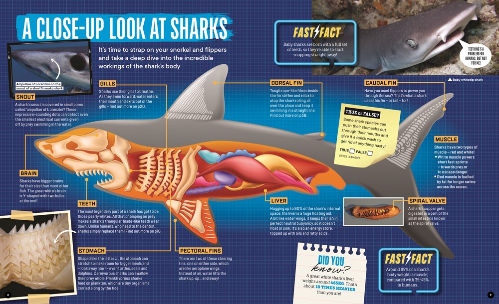 Factology: Sharks
