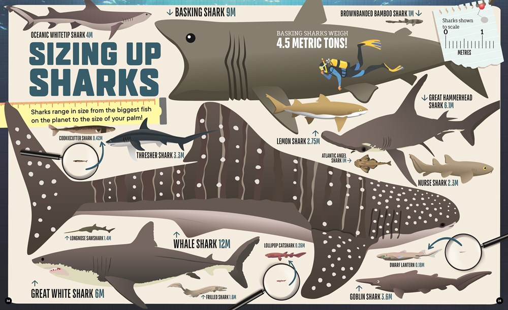Factology: Sharks
