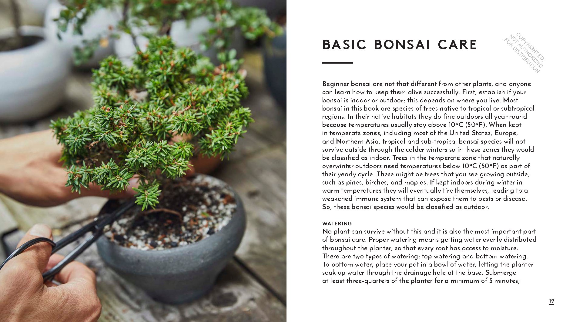 Little Book of Bonsai