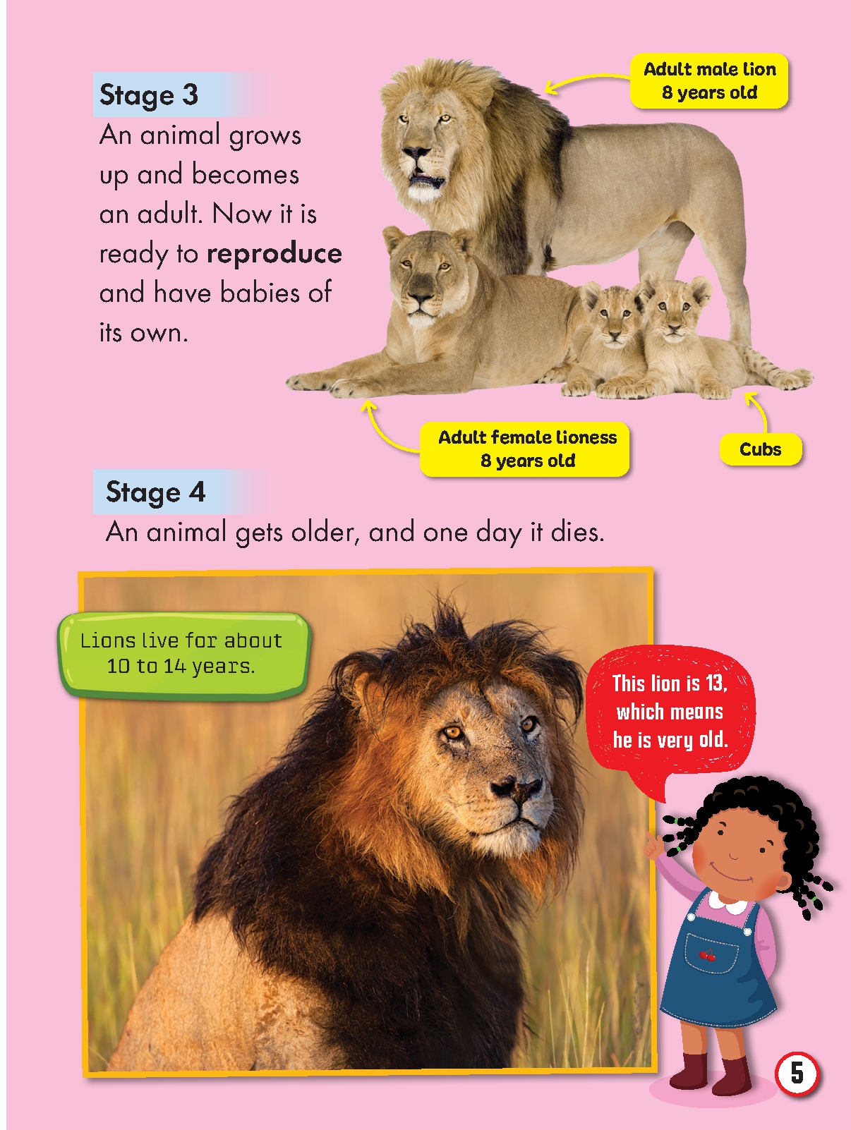 My First Big Book of Animal Life Cycles