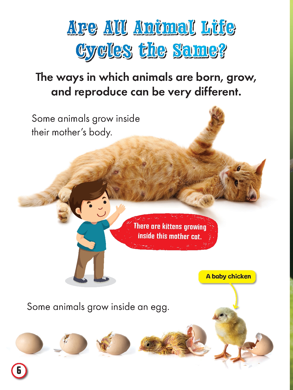 My First Big Book of Animal Life Cycles