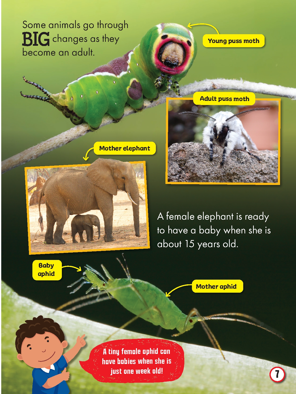 My First Big Book of Animal Life Cycles