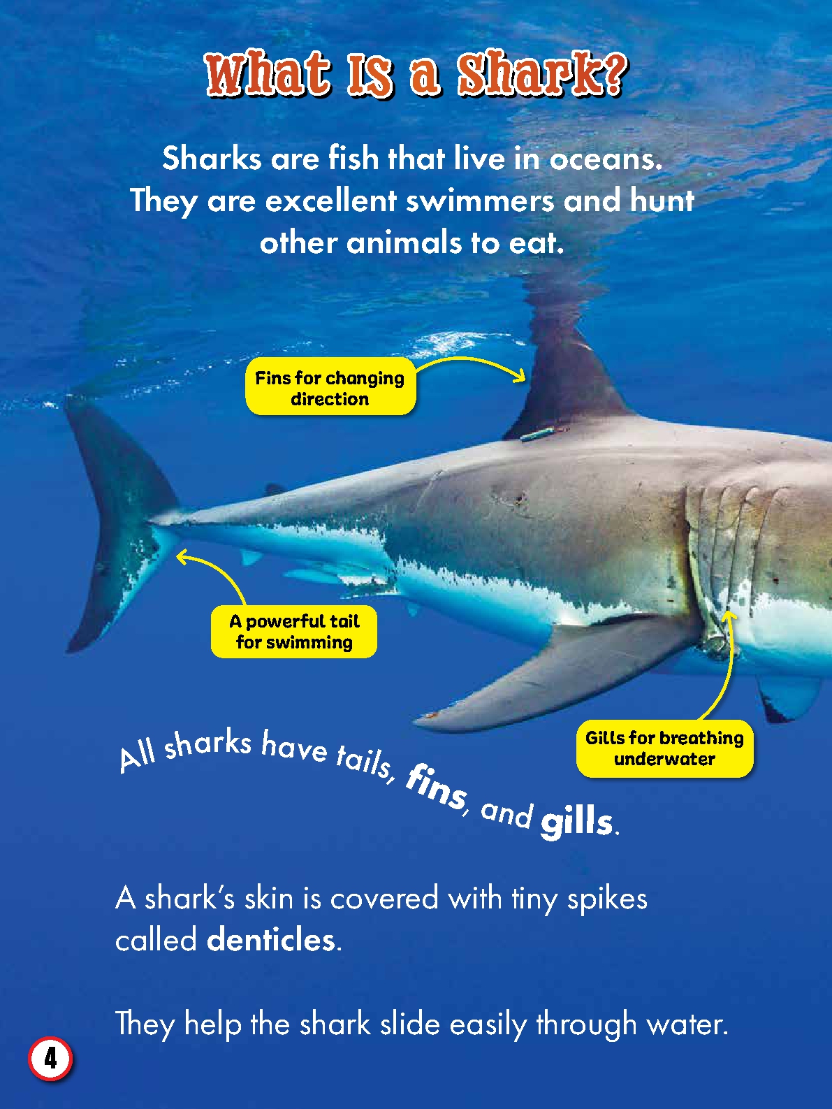 My First Big Book of Shark Facts
