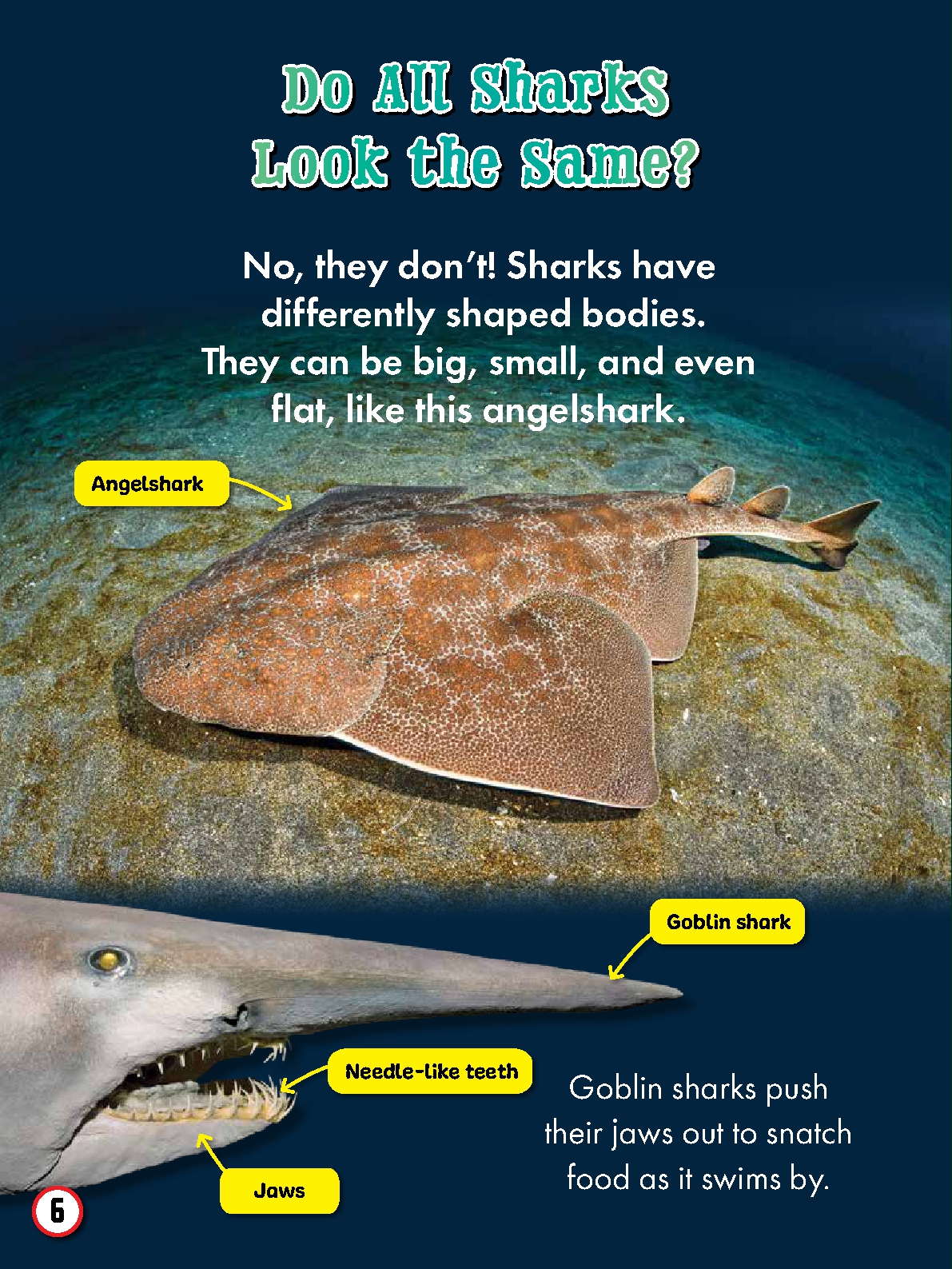 My First Big Book of Shark Facts