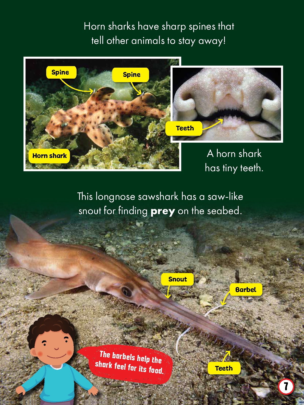 My First Big Book of Shark Facts