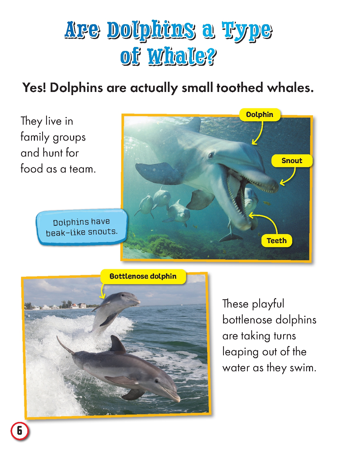 My First Big Book of Whales and Dolphins