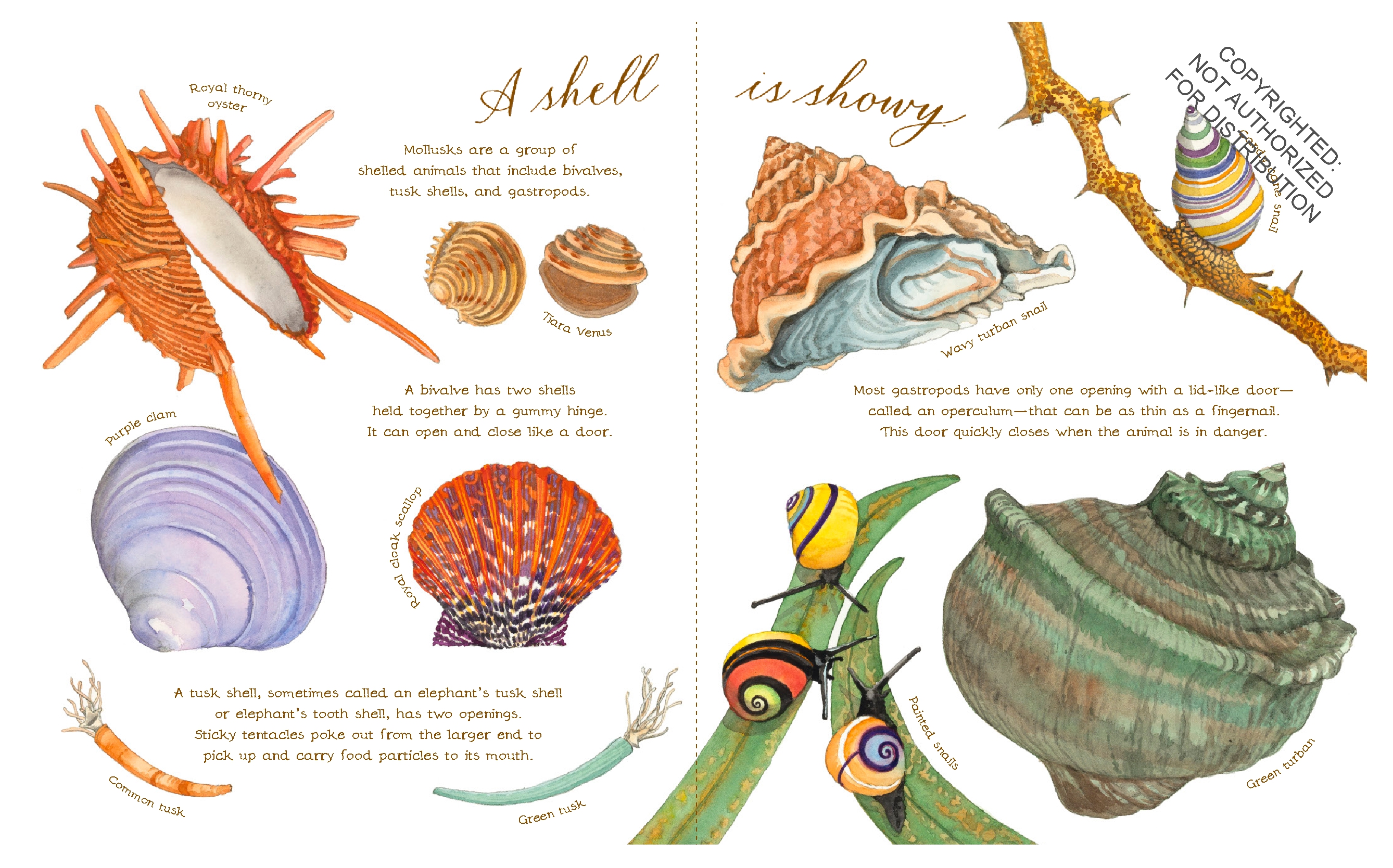 A Shell Is Cozy
