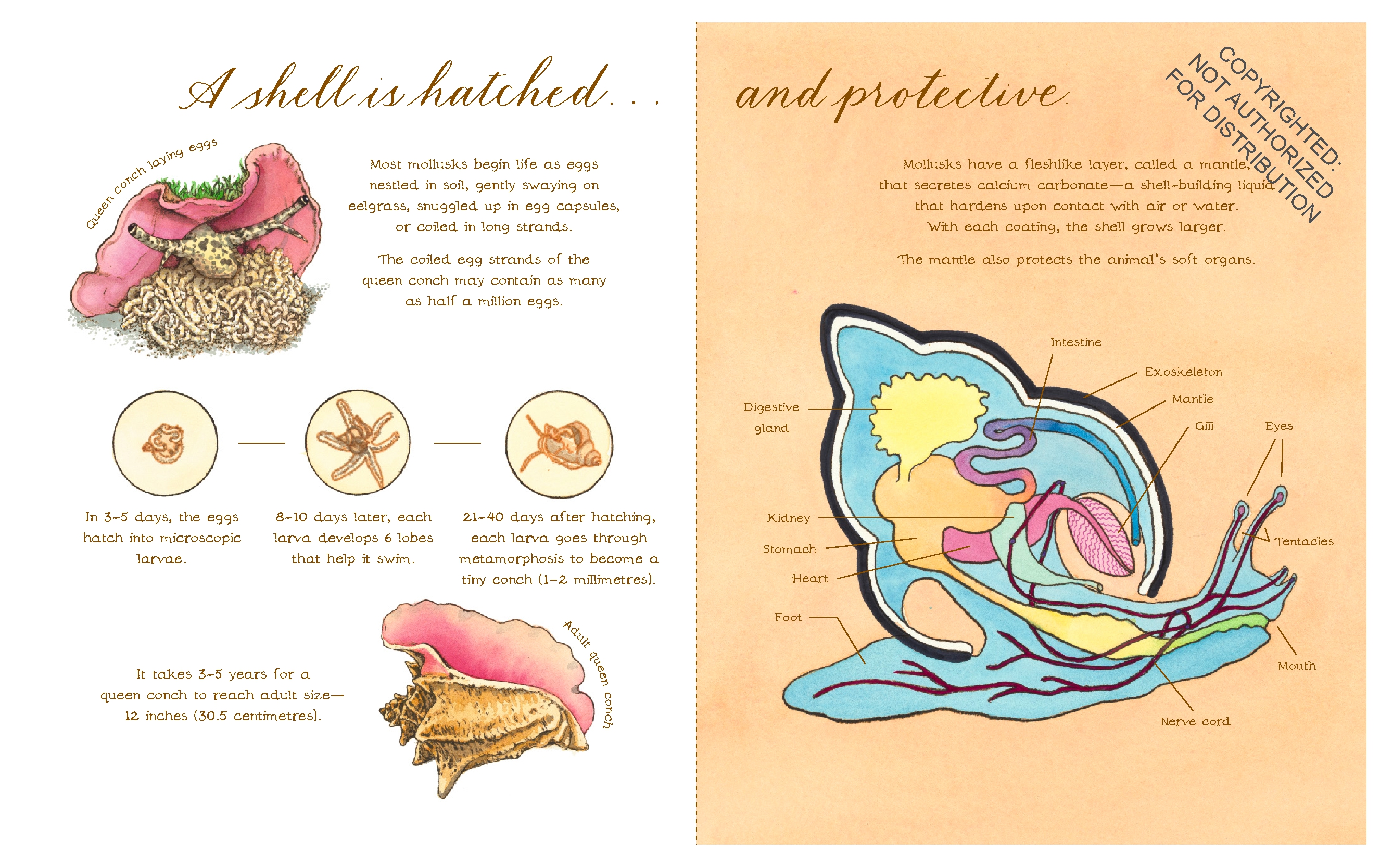 A Shell Is Cozy