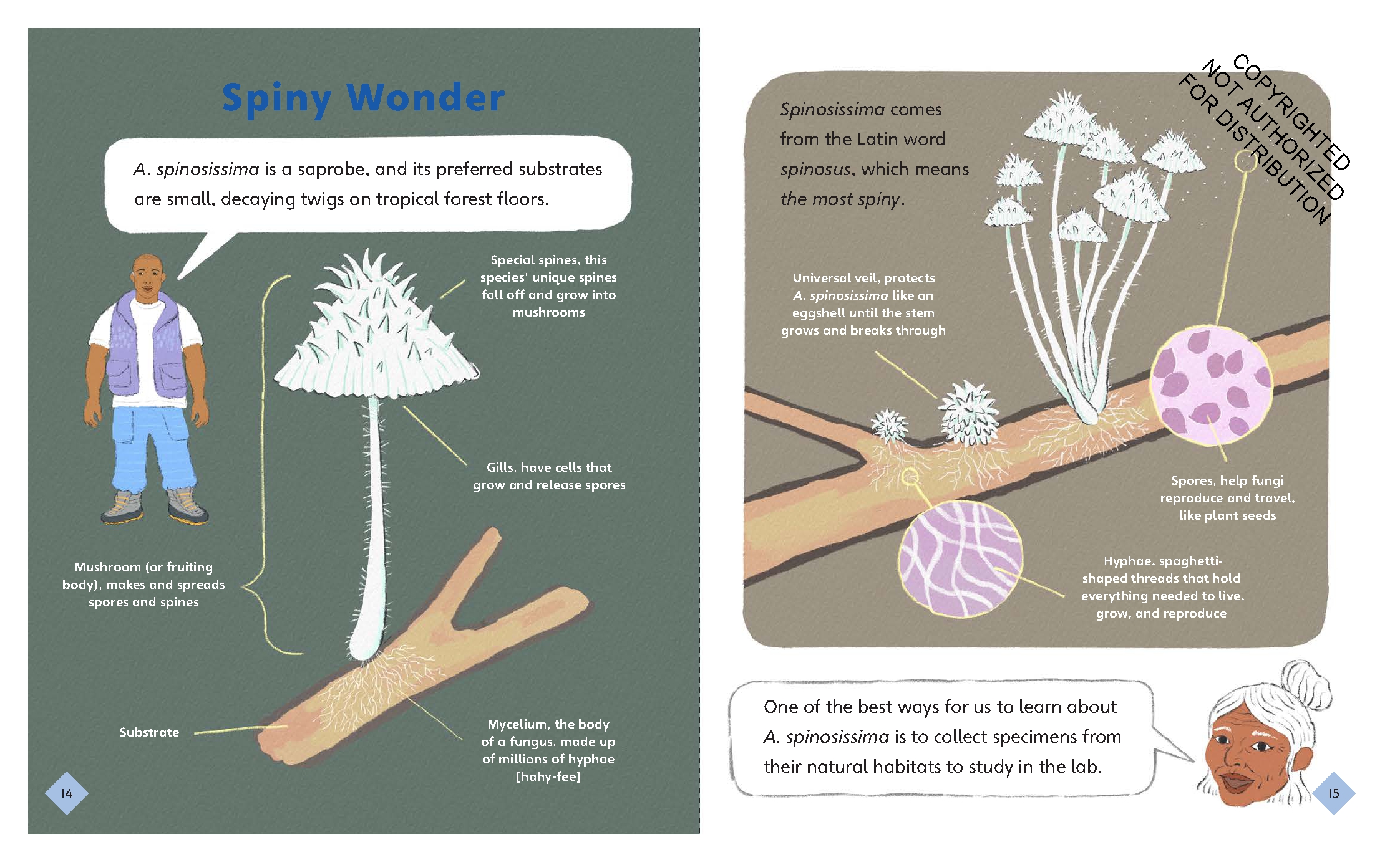 Search for a Mysterious Mushroom