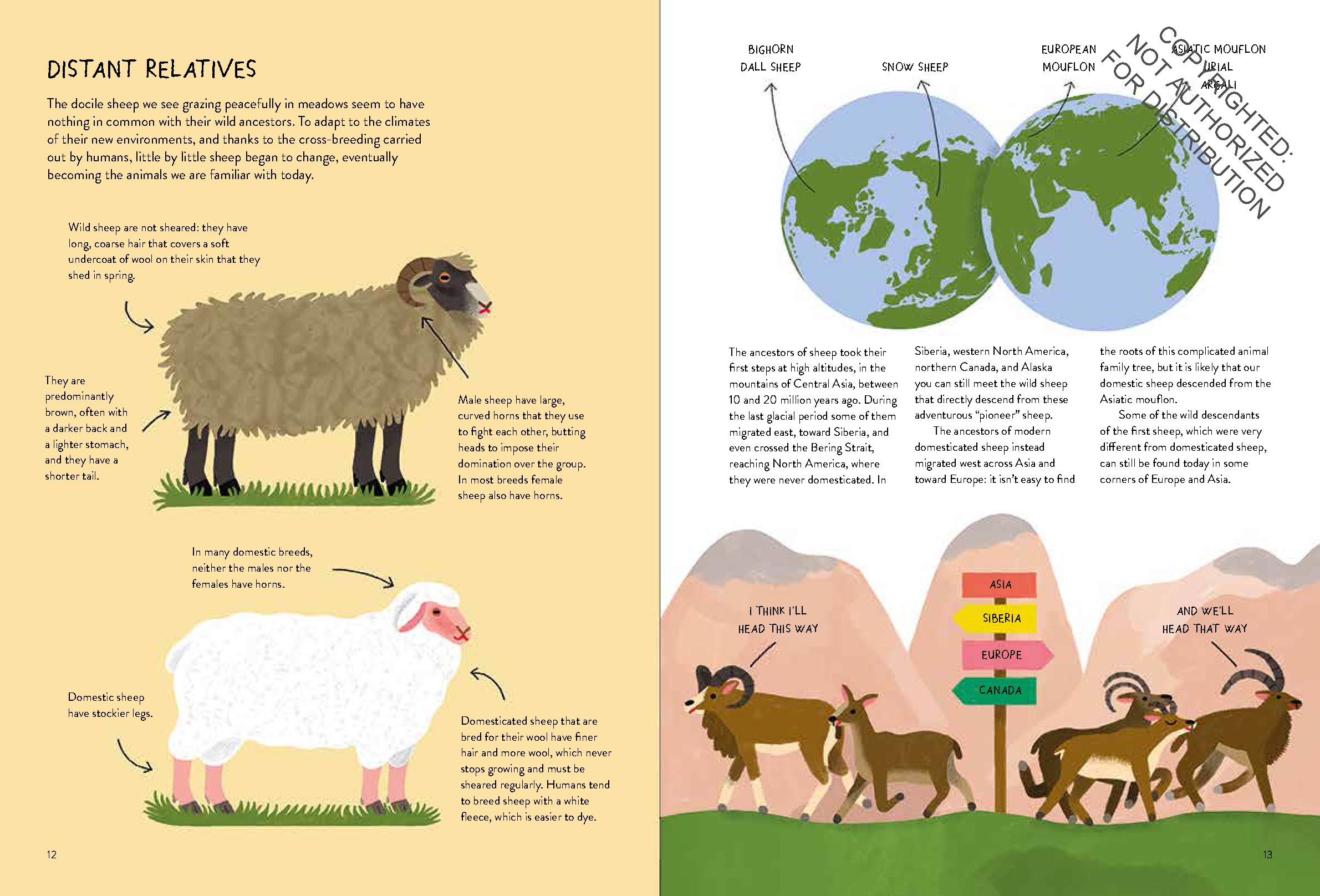 Sheepology