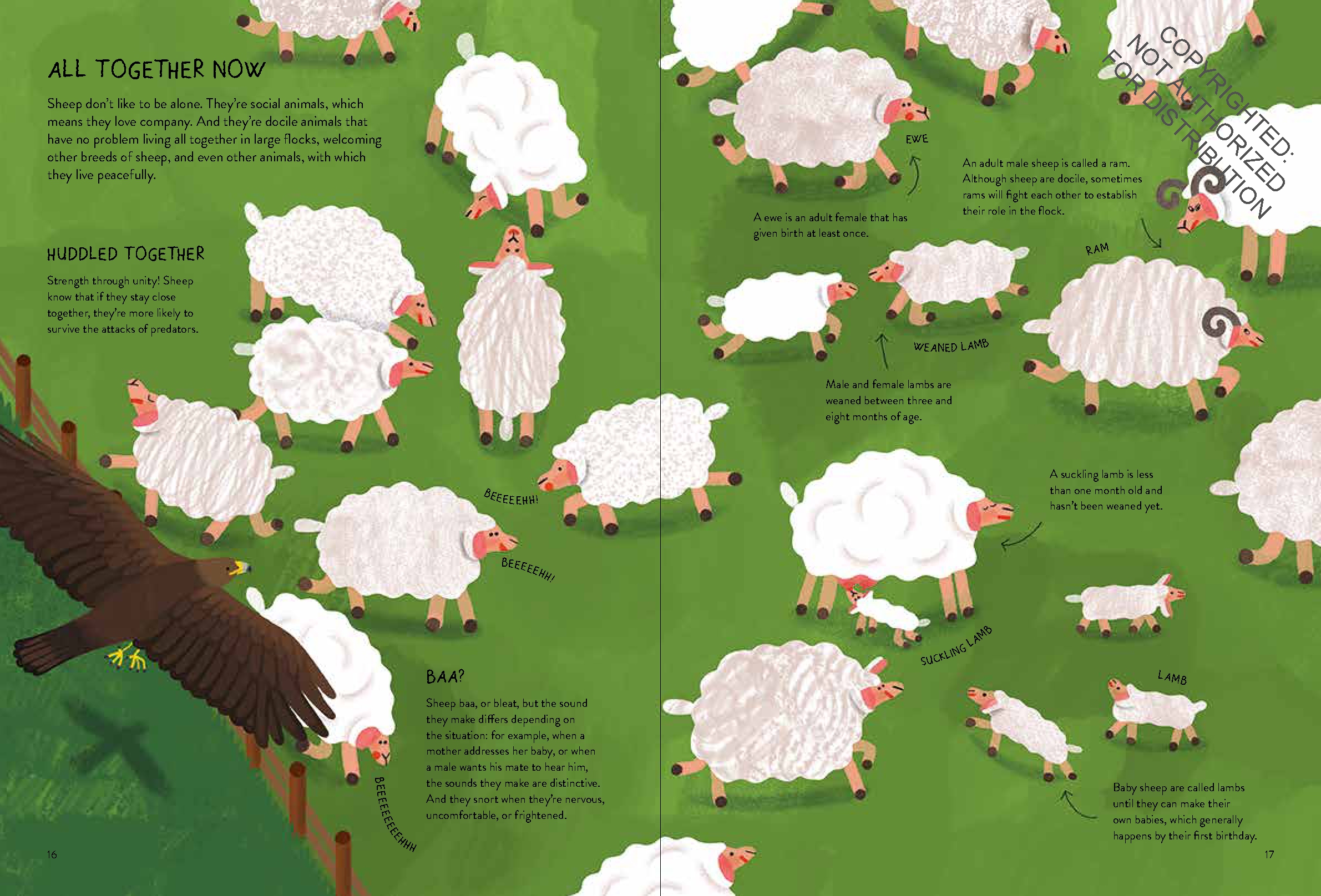 Sheepology