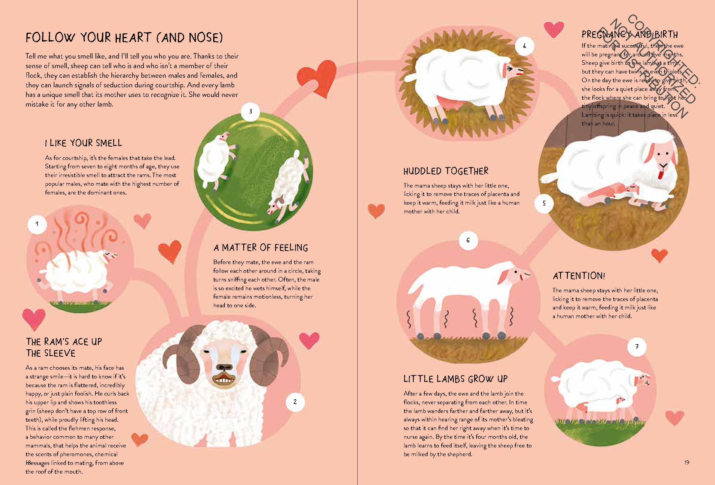 Sheepology