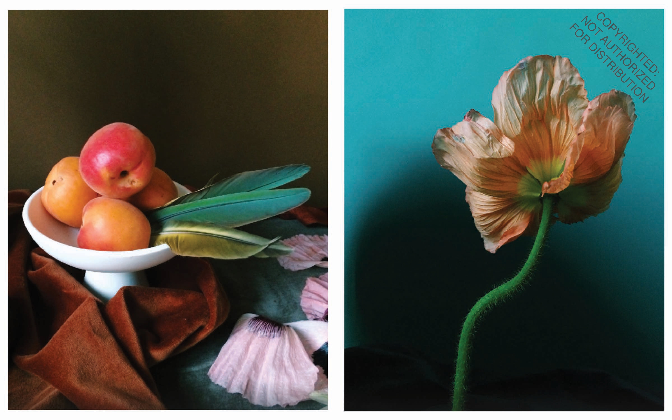 Still Life