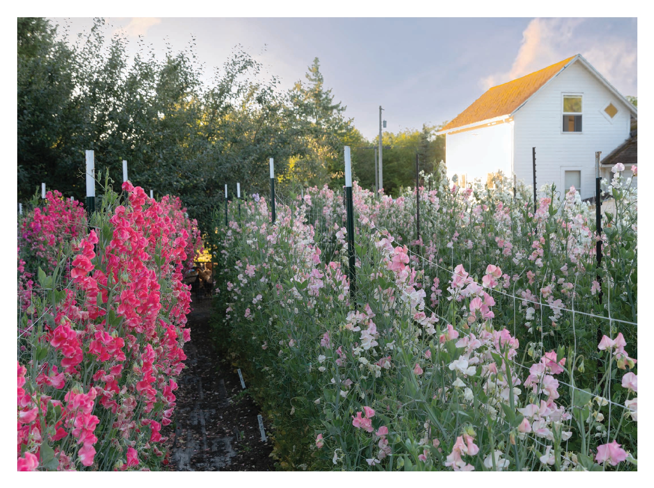 Sweet Pea School