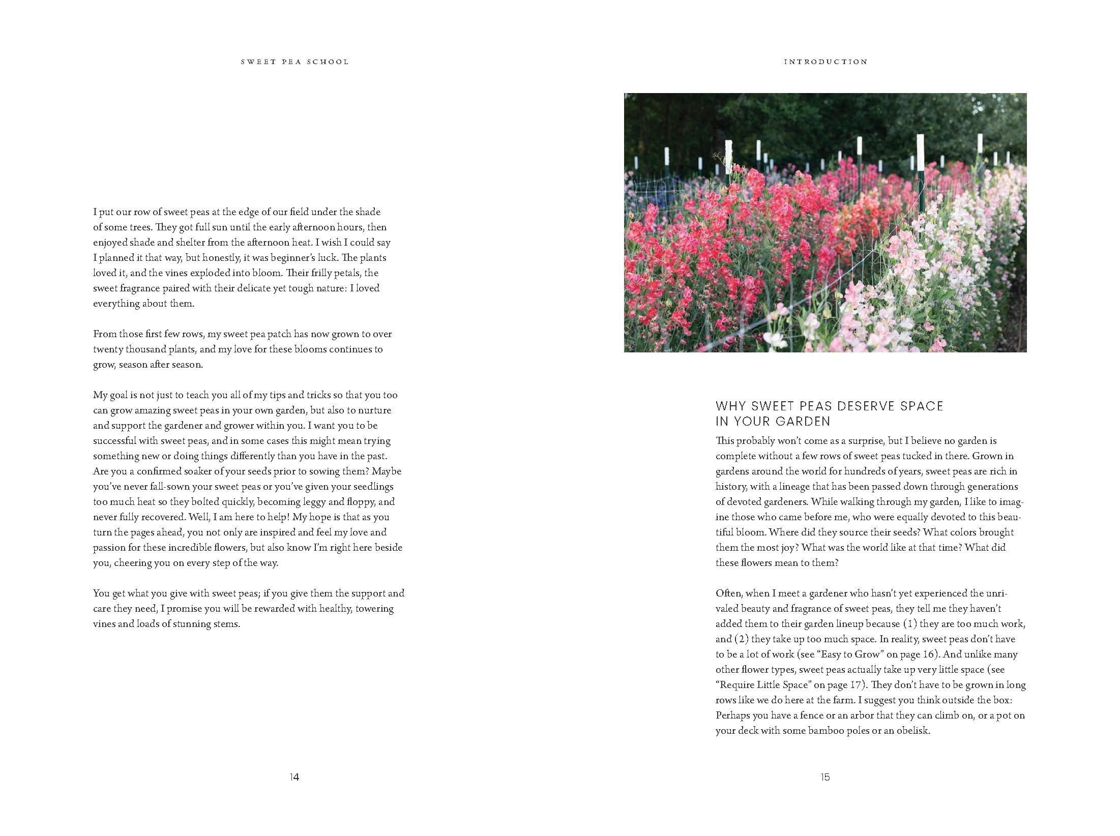 Sweet Pea School