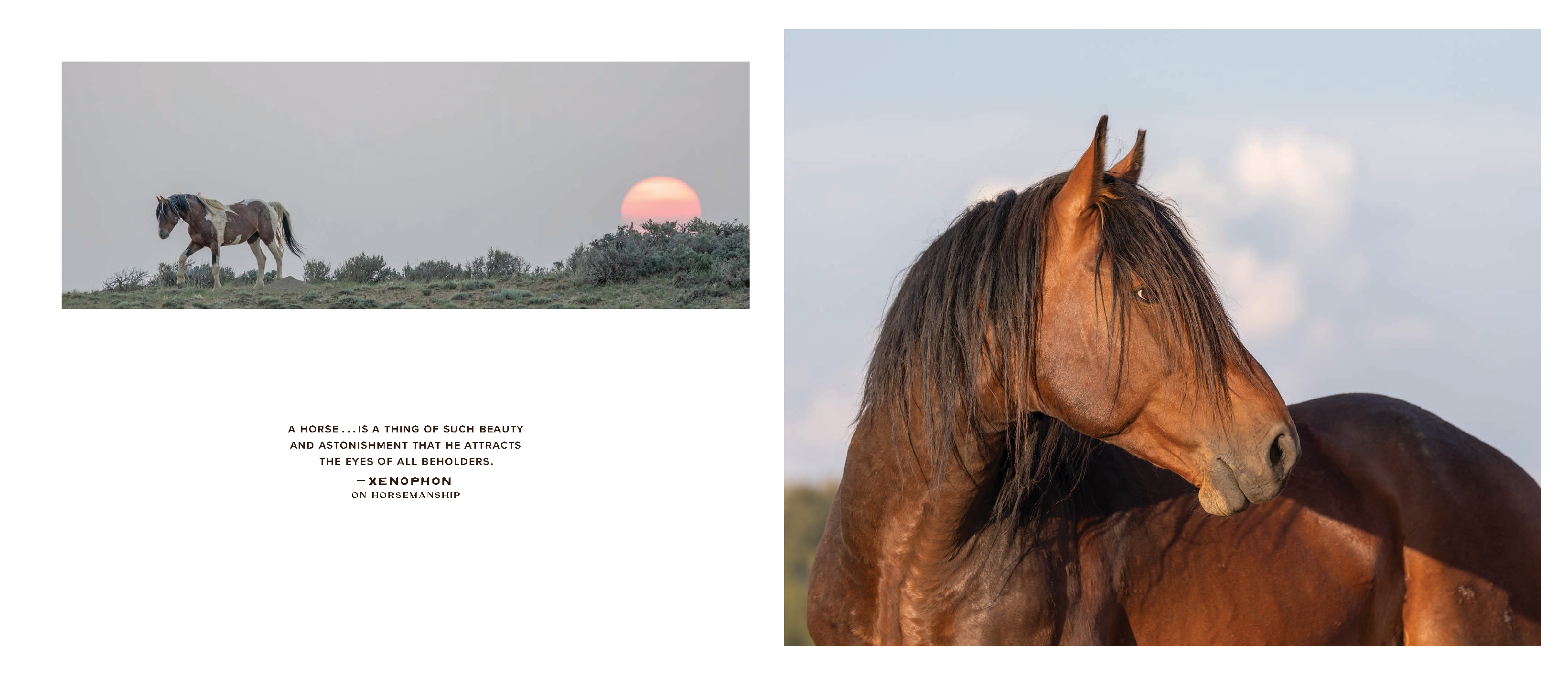 The Wild Horse Effect