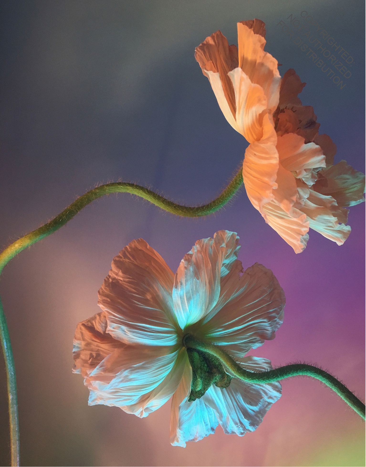 Still Life Notecards