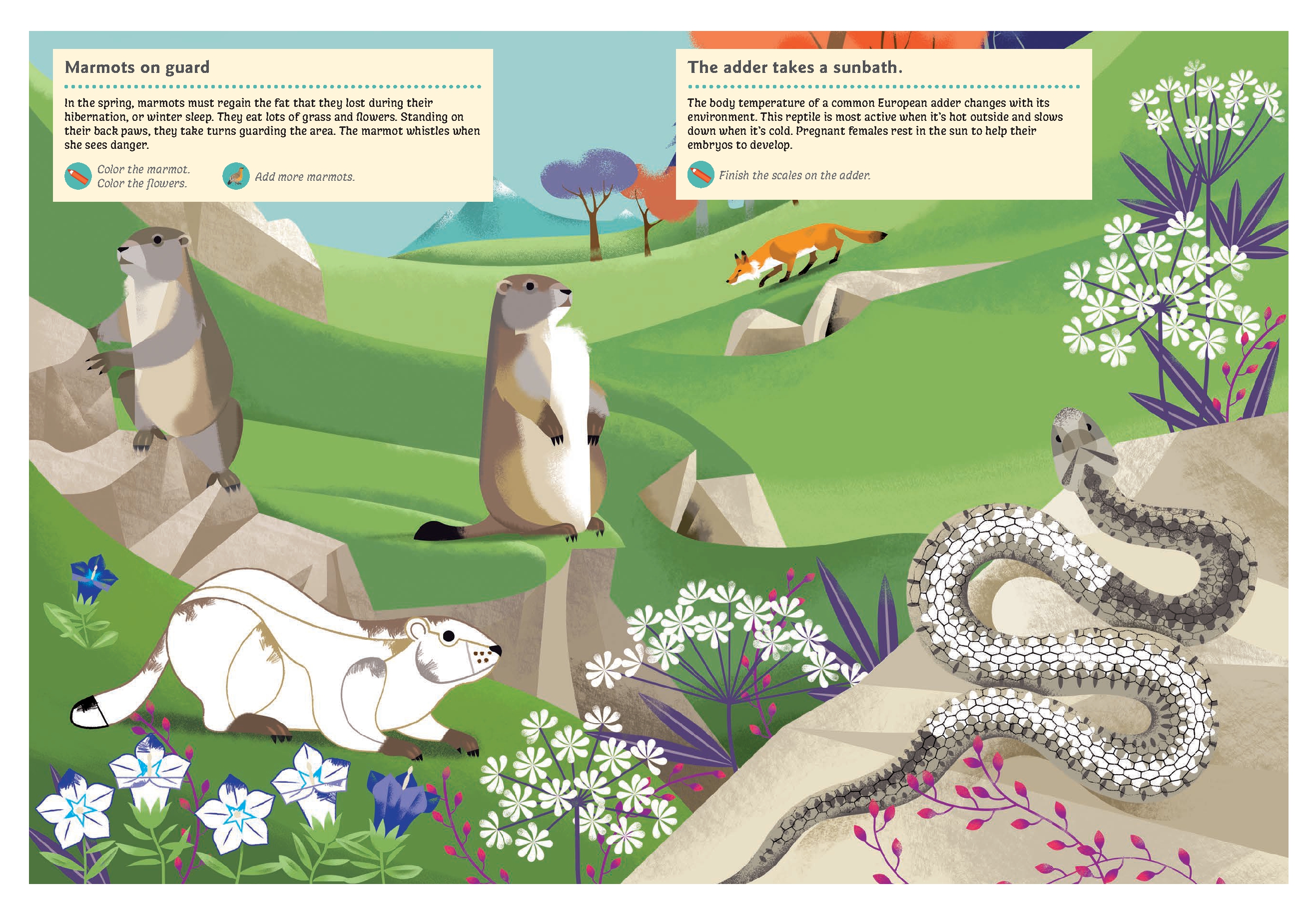 Animals of the Mountains