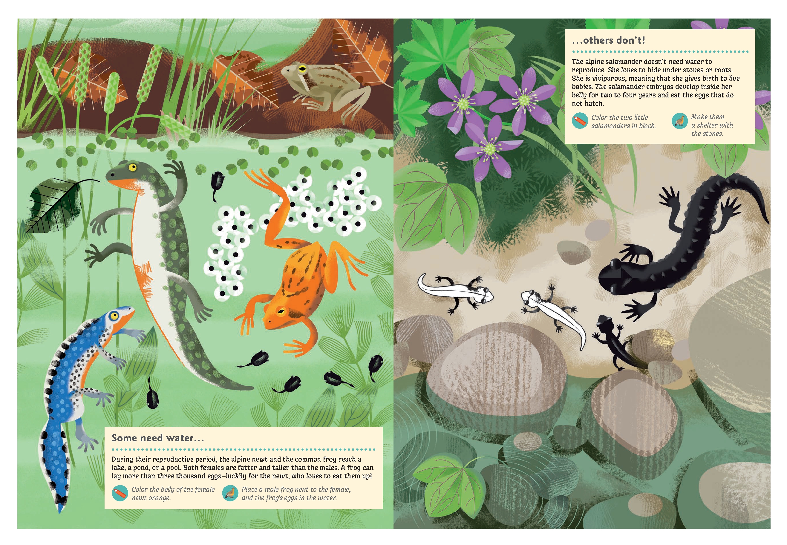 Animals of the Mountains