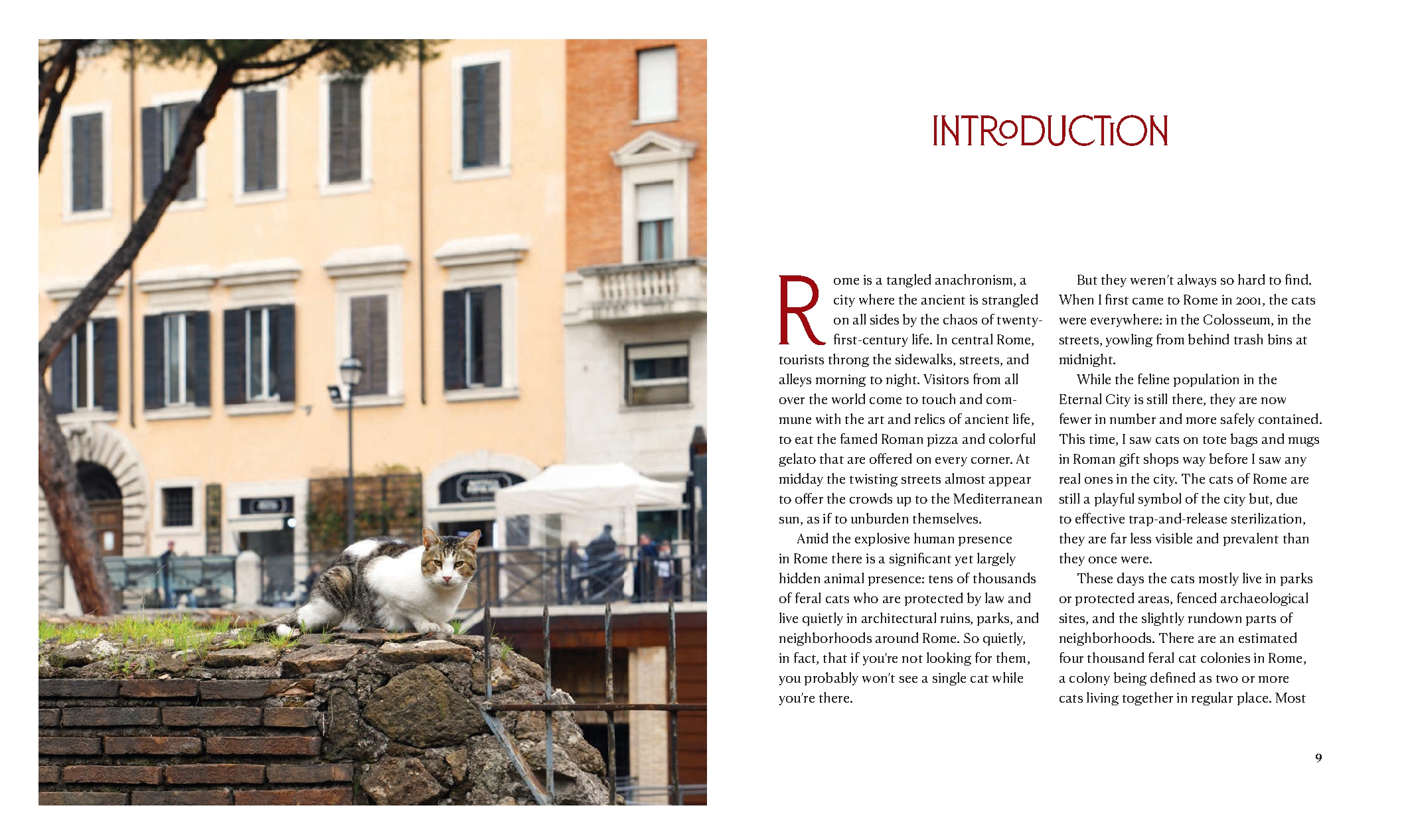 Cats of Rome