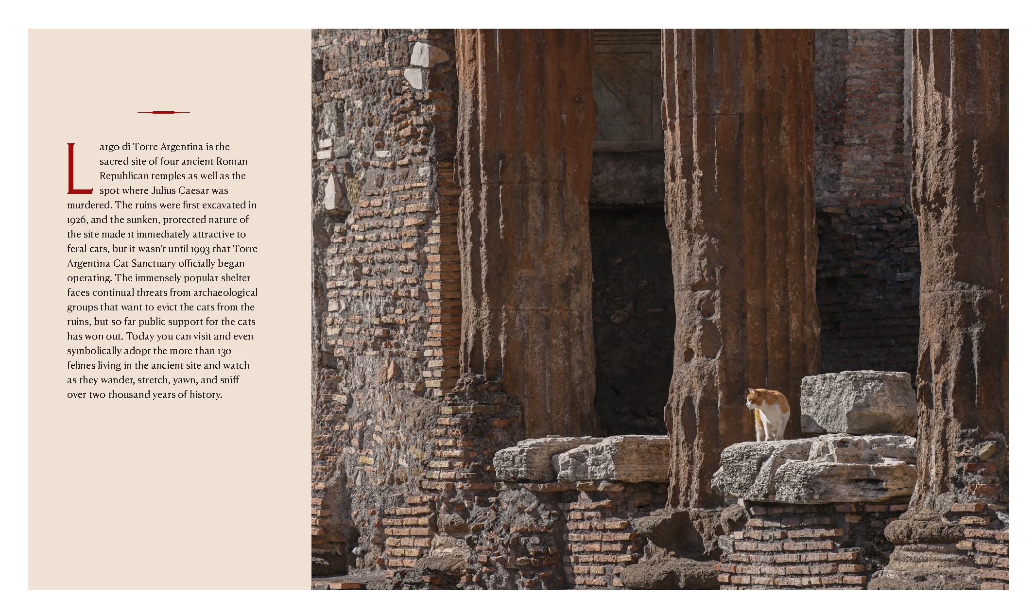 Cats of Rome