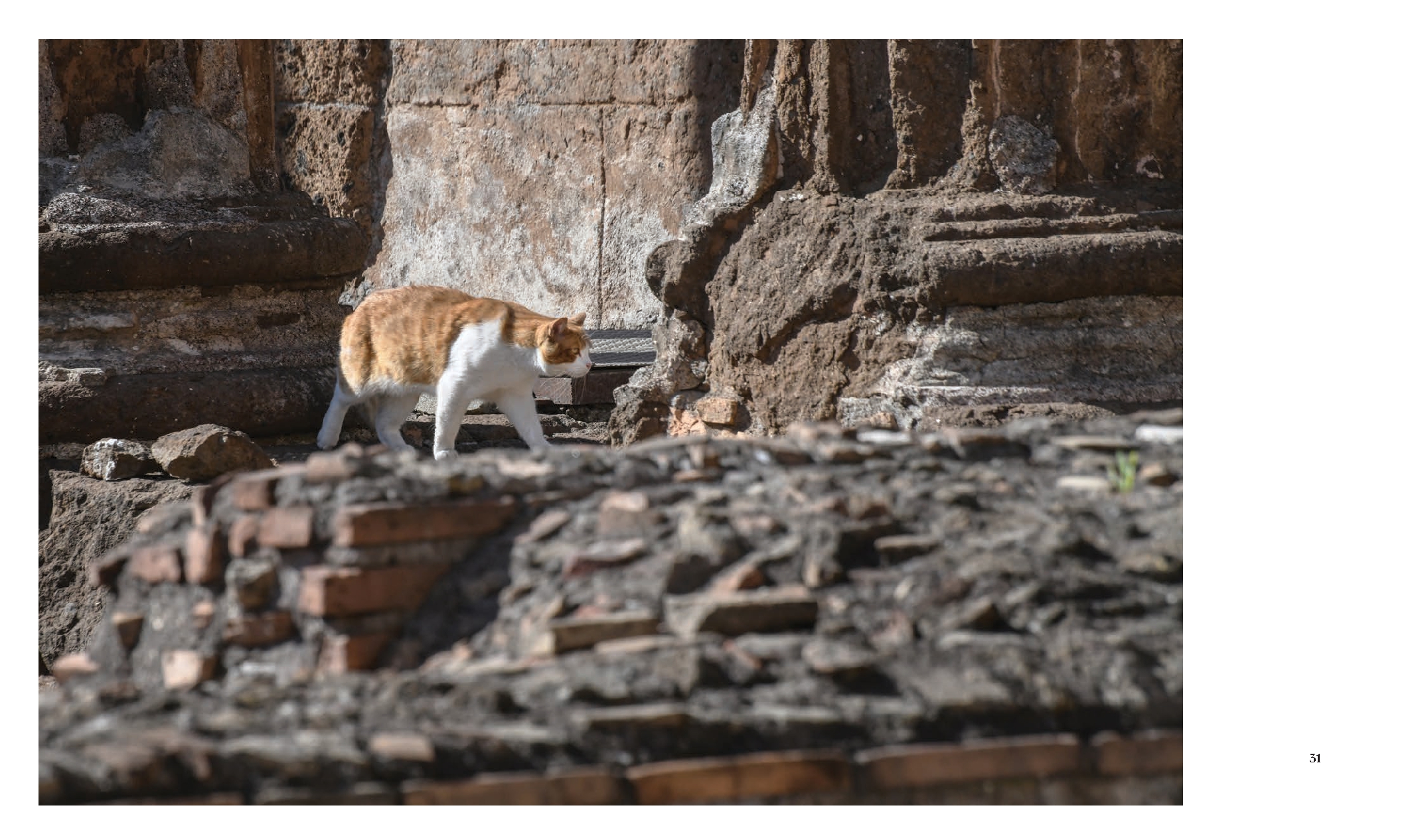 Cats of Rome