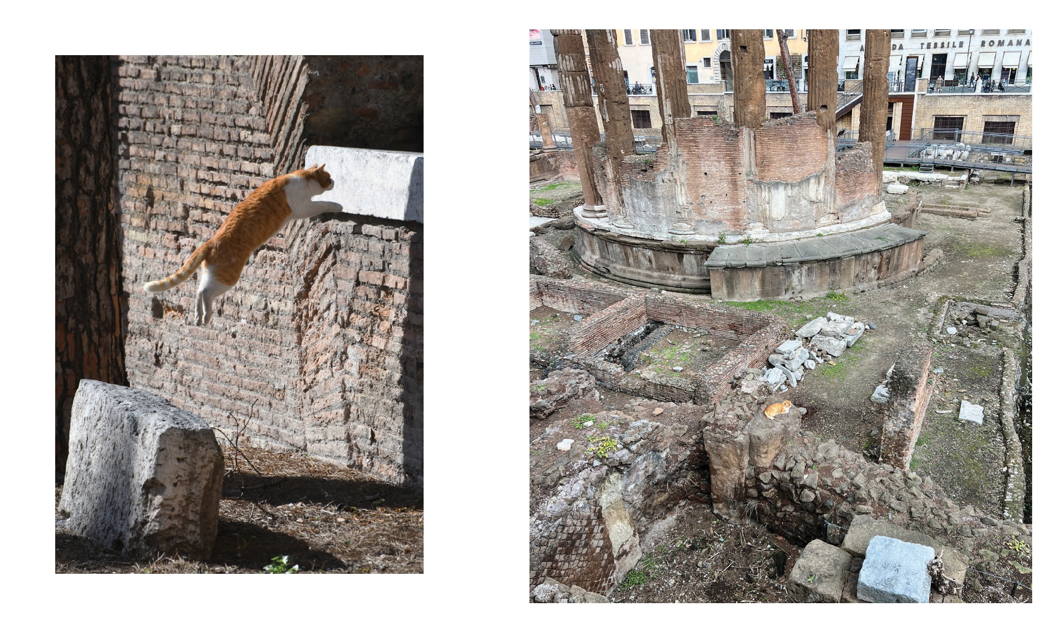 Cats of Rome