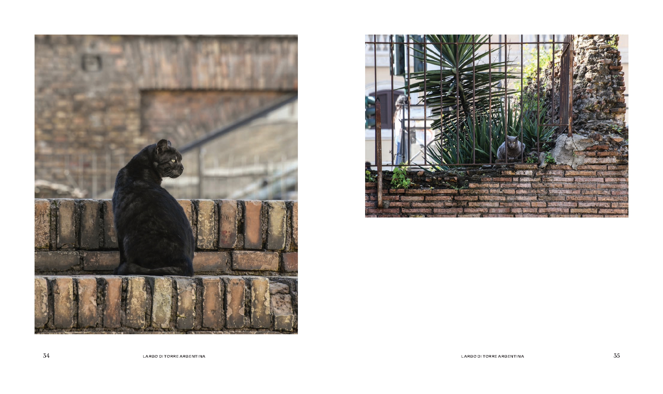 Cats of Rome