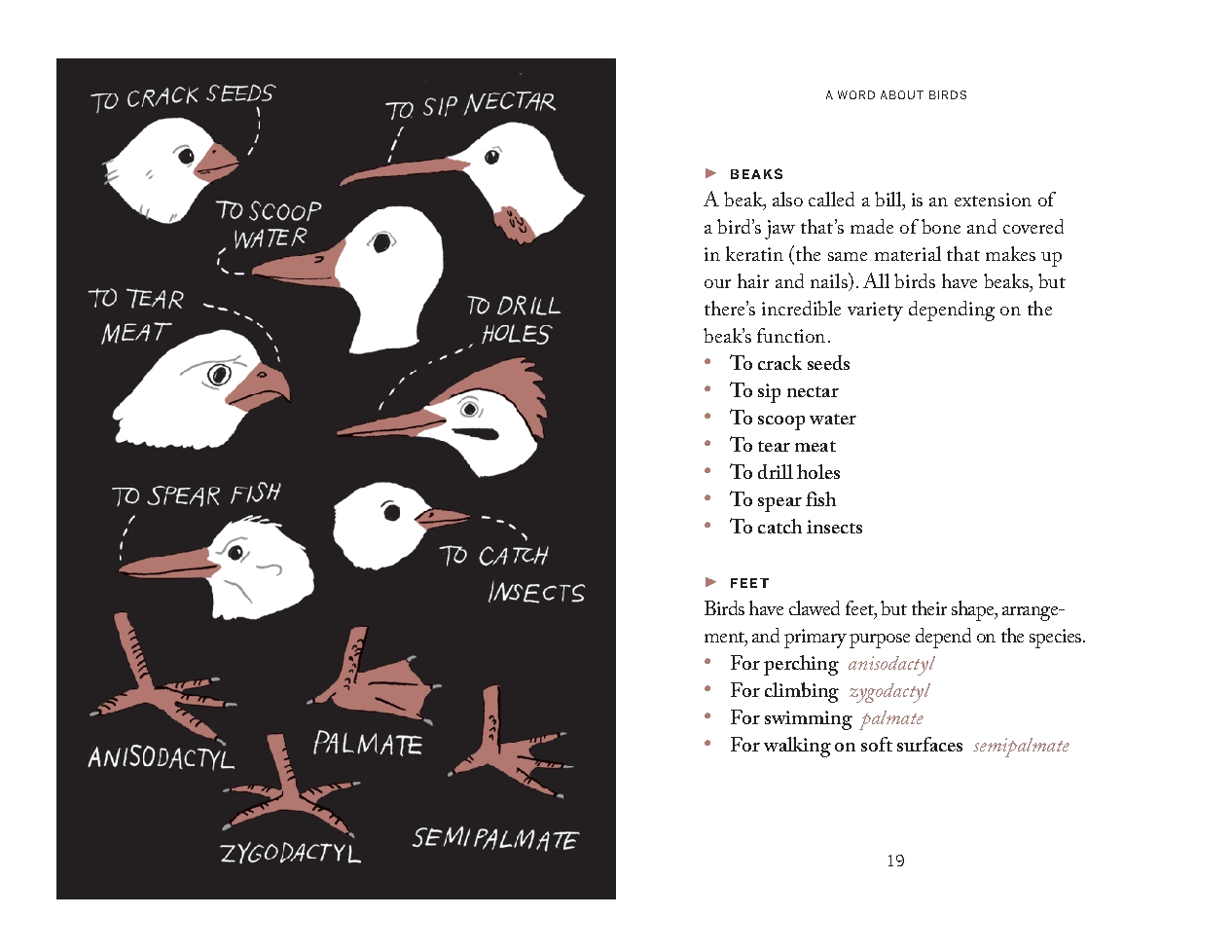 Pocket Nature: Bird-Watching