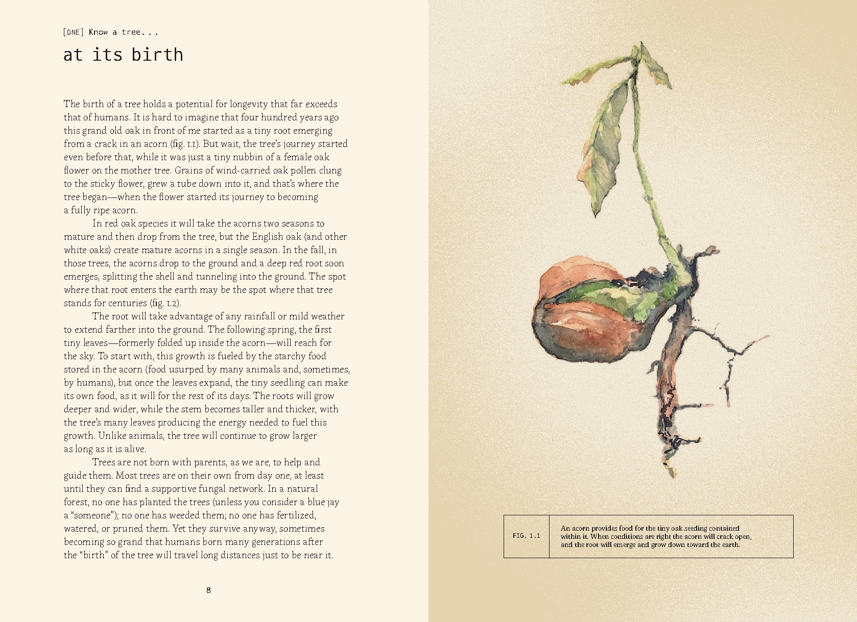 Forty Ways to Know a Tree