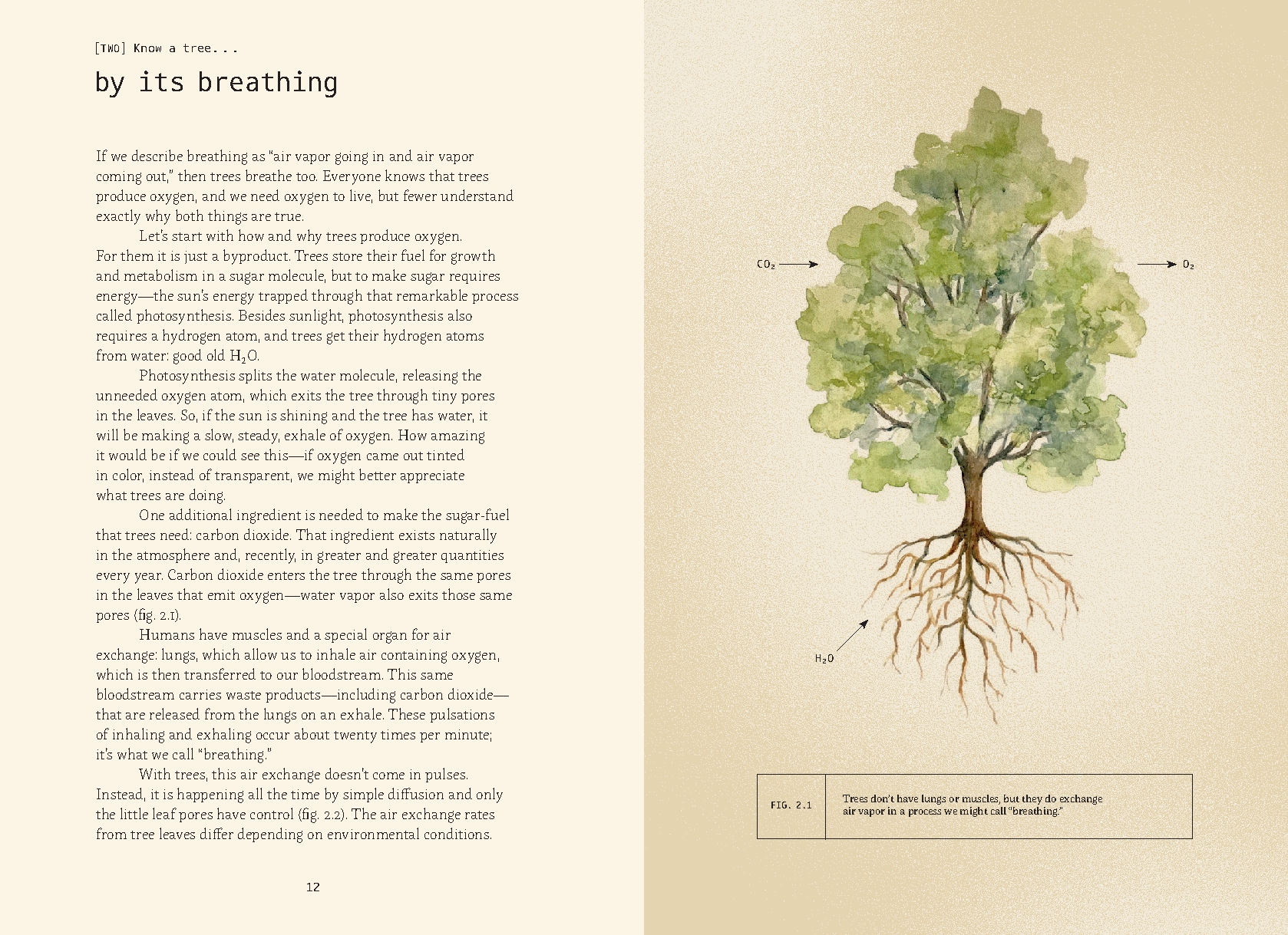 Forty Ways to Know a Tree