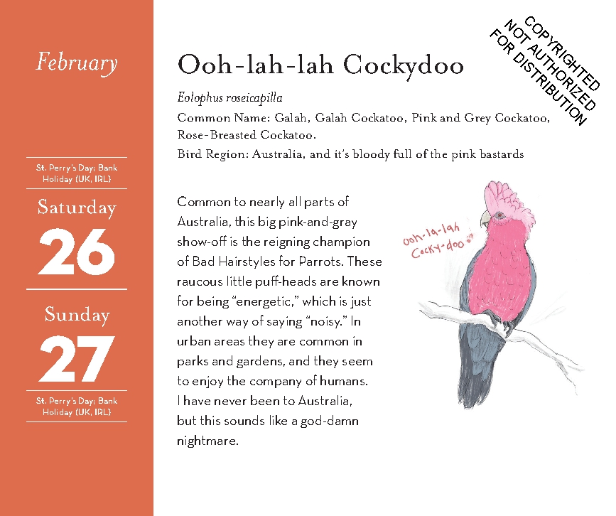 Field Guide to Dumb Birds 2027 Daily Calendar