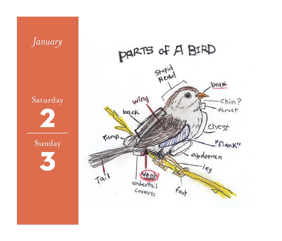 Field Guide to Dumb Birds 2027 Daily Calendar